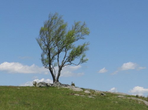 Doughton Park Tree, 2022-05-17A