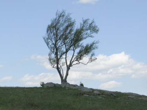 Doughton Park Tree, 2022-05-17B Doughton Park Tree, 2022-05-17B