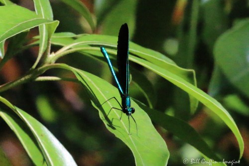 insect