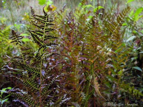 Southern Lady Fern, Athyrium asplenioides