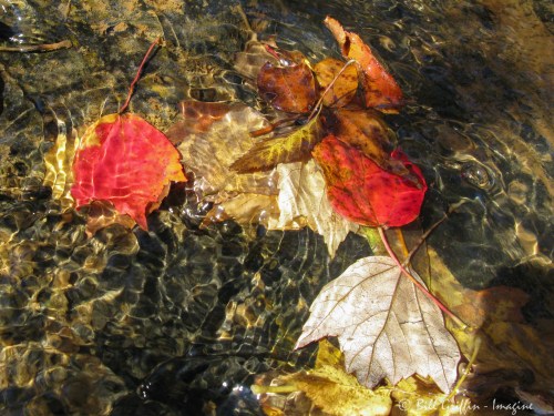 Red Maple, Acer rubrum