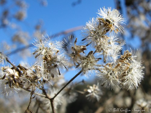 Boneset, Eupatorium perfoliatum