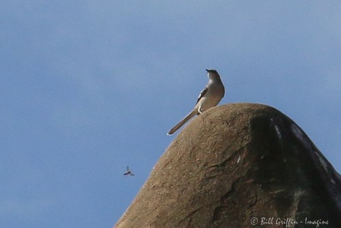 Northern Mocker pursued by insect at NC Zoo