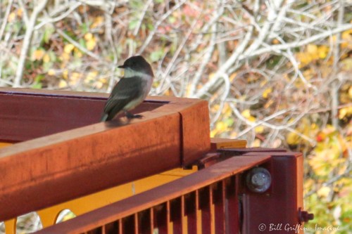 Eastern Phoebe at NC Zoo