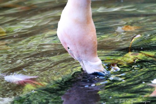 Flamingo at NC Zoo