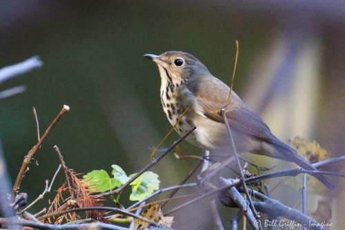 Hermit Thrush at NC Zoo