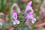 6F7A1901-1 flora henbit ***