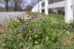 6F7A1922-1 flora henbit
