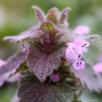 6F7A1964-1 flora deadnettle ***