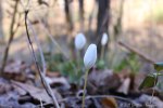 6F7A2016-1 E&A flora&nbsp;bloodroot