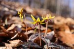 6F7A2060-1 E&A flora trout lily&nbsp;***