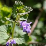 6F7A2180-1 E&A flora creeping charlie&nbsp;***