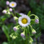 6F7A2182-1 E&A flora robin’s plantain&nbsp;***