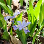 6F7A2189-1 E&A flora&nbsp;iris