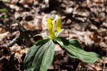 6F7A2201-1 E&A flora&nbsp;trillium