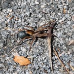 6F7A2207-1 E&A flora&nbsp;spider