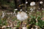 6F7A2228-1 E&A flora&nbsp;coltsfoot