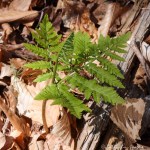 6F7A2231-1 E&A flora rattlesnake&nbsp;fern