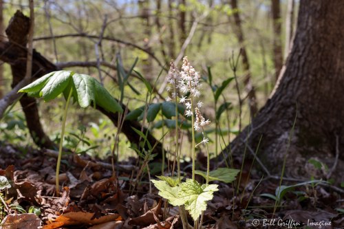 Foamflower