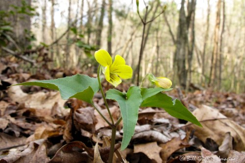 Viola hastata, Halberd-leaf Violet