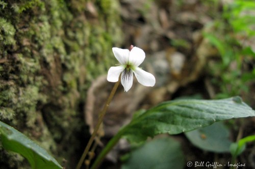 Viola primulifolia, Primrose-leaved Violet