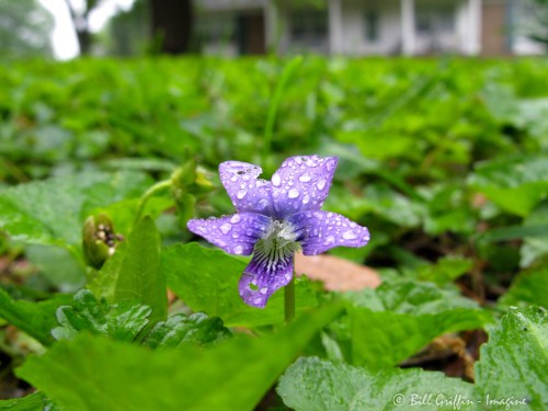 Viola sororia, Common Blue Violet (native to eastern US)
