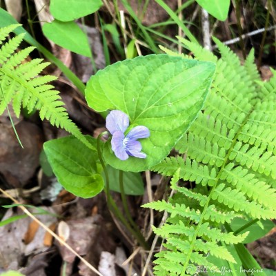 Viola cucullata, Marsh Blue Violet