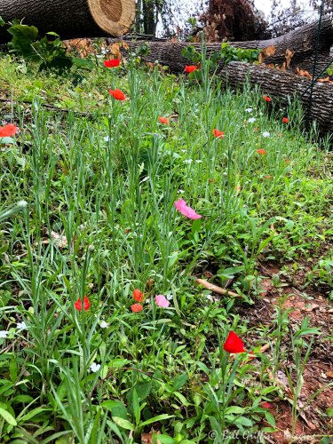 Of the wildflowers I sowed this winter, all the rest are beneath fallen trunks.