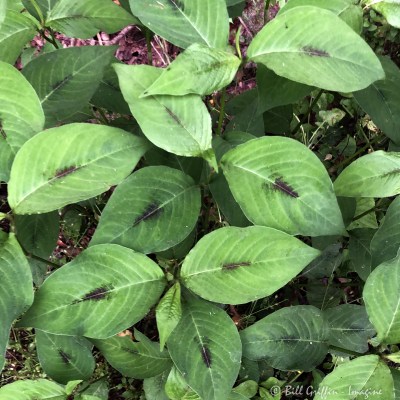 Jumpseed, Virginia Knotweed, Persicaria virginiana