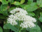 IMG_7956-1 E&A flora hydrangea bee insect