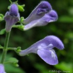 IMG_7962-1 E&A flora hairy skullcap&nbsp;***