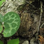 IMG_7979-1 toad amphibian