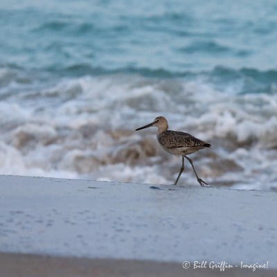 Willet at Bogue Banks