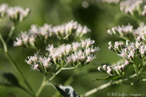 Late-Flowering Boneset or Thoroughwort, Eupatorium serotinum