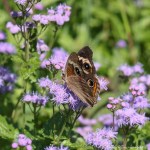 6F7A4190-1 E&A flora blue mistflower butterfly insect ***