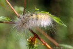 6F7A4206-1 Isaacs caterpillar&nbsp;insect