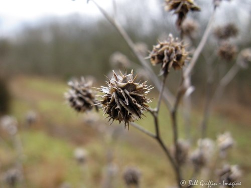 Wingstem in Winter, Verbesina alternifolia