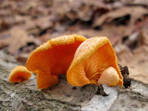 Orange Oyster, Phyllotopsis nidulans, near Grassy Creek