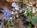 IMG_8979-1 E&A flora&nbsp;hepatica