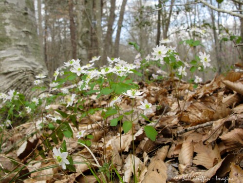 Rue Anemone, Thalictrum thalictroides, Elkin E&A Nature Trail 4/1/2024