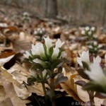 IMG_9146-1 E&A flora pennywort&nbsp;***