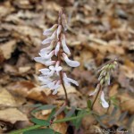 IMG_9154-1 E&A flora carolina&nbsp;vetch