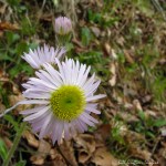 IMG_9161-1 E&A flora robin’s&nbsp;plantain