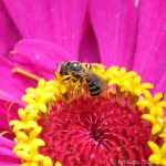 6F7A5513-1 bee insect