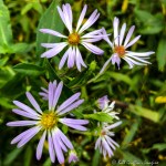 IMG_0897-1 E&A flora autumn&nbsp;asters