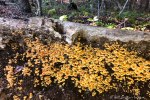 IMG_0899-1 fungus