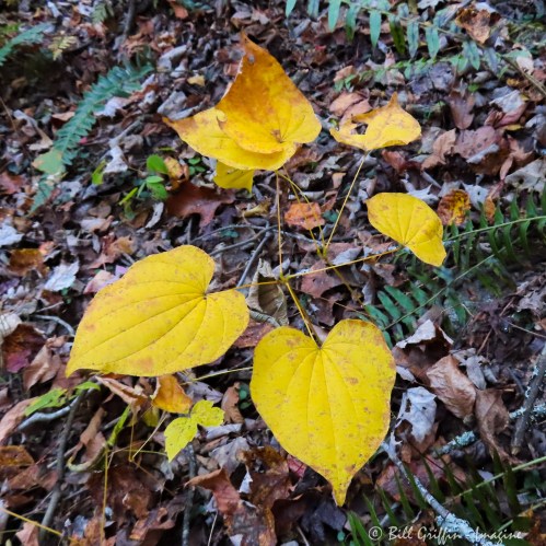 Native Wild Yam, Dioscorea villosa