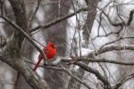 6F7A6308-1 snow cardinal bird&nbsp;***