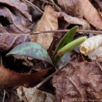 IMG_1239-1 E&A flora trout lily&nbsp;***