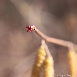 American Hazel, female flower